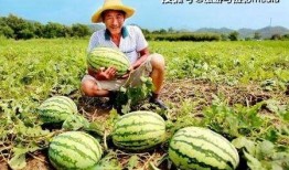 路边最新的瓜爆料,揭秘路边最新热门八卦事件